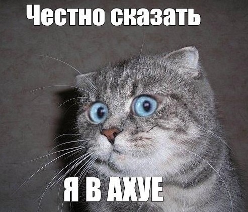 Кот лагает