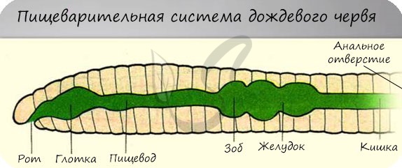 "Сжечь ведьму!" Девушка поглощает огромные порции еды и не поправляется