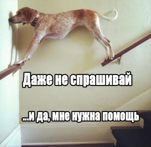 Это собачье дело