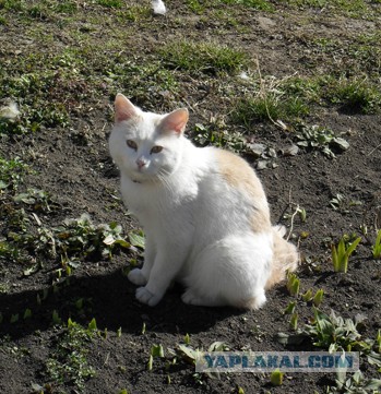 Котовторник  19.03.2013