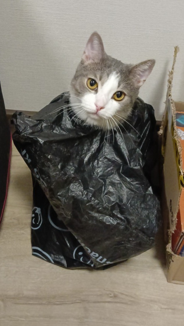 Котовторнику посвящается