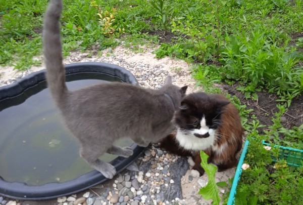 Начинаем котофторник?