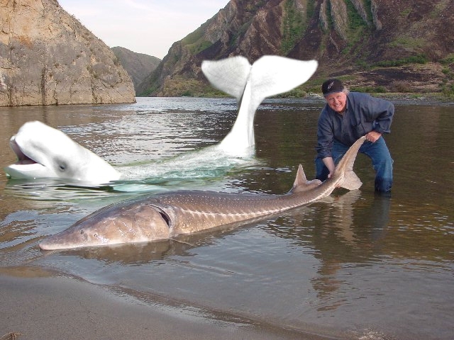 Как мы кормили белуху