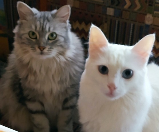 Котаны мои