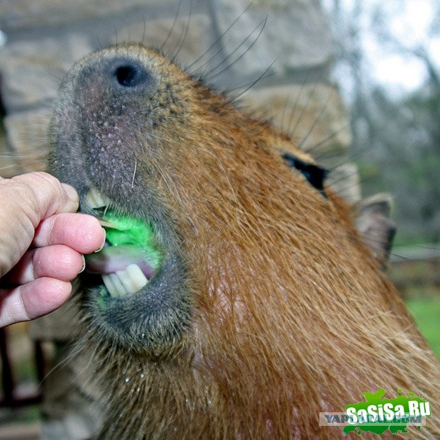 Знакомьтесь - капибары
