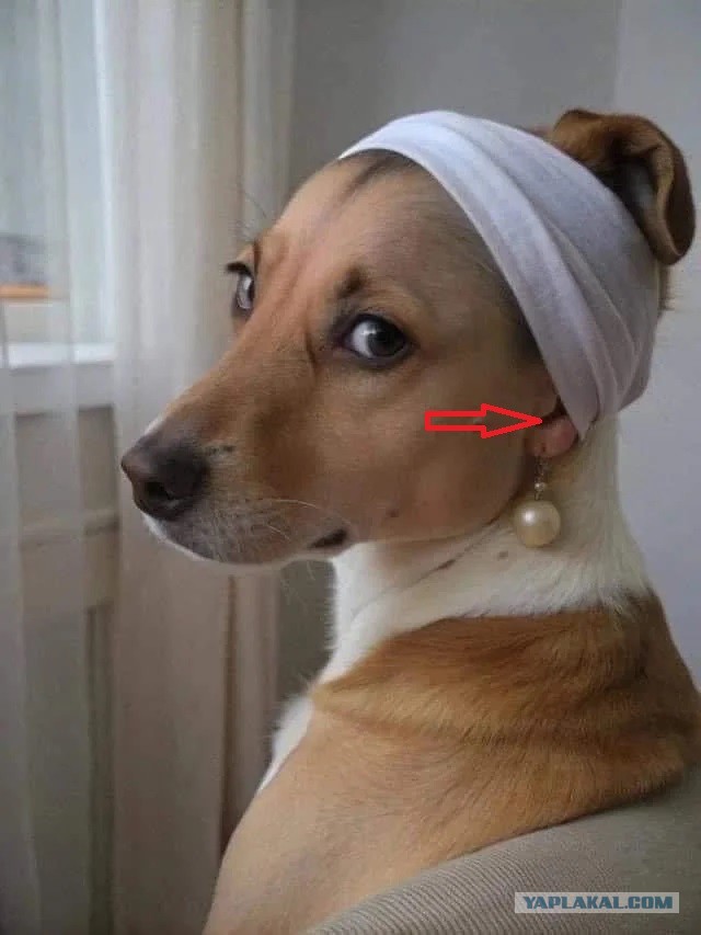 Девушка с жемчужной серёжкой