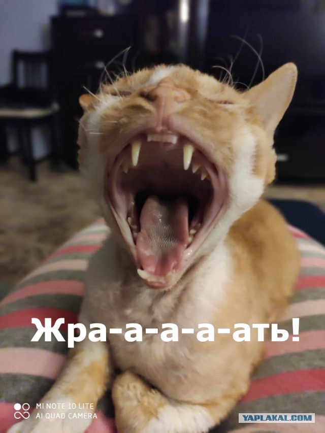 12 самых смешных котов в истории комического конкурса Comedy Pet Photography Awards