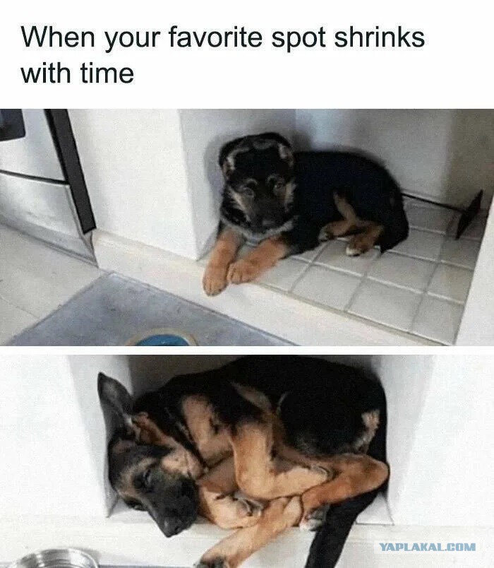 Сила привычки