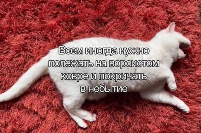 К котовторнику: подборка картинок-баянов с котиками и про котиков. Выпуск 27.