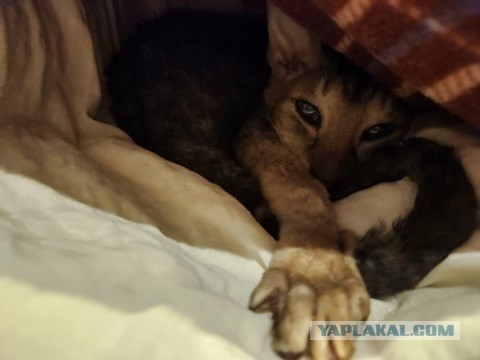 Кошки защищают хозяев от болезней — учёные