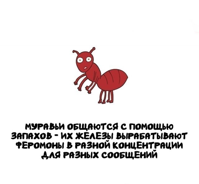 Интересные и короткие факты на все случаи жизни 05.01.26