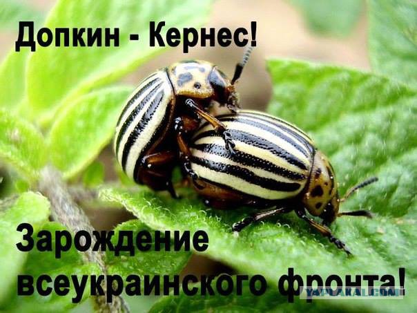 "Георгиевские " ленточки против флагов УПА