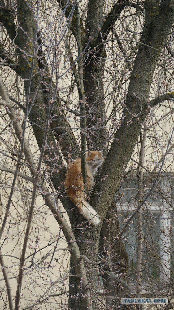 Котовторник   15.04.2014