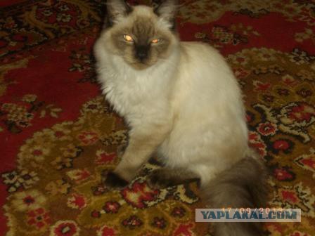 Тайские кошки
