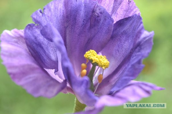 Хобби, плавно переходящее в работу