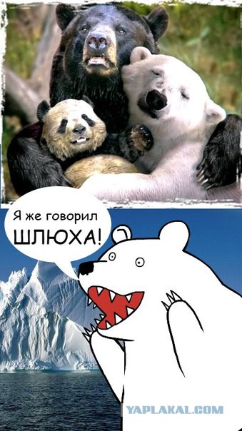 Медведи почти на все случаи жизни