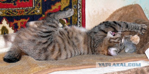 А у тебя есть фото твоей зевающей котейки ?