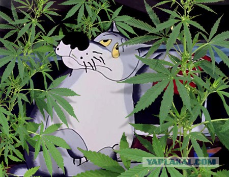 Чуток наркомании