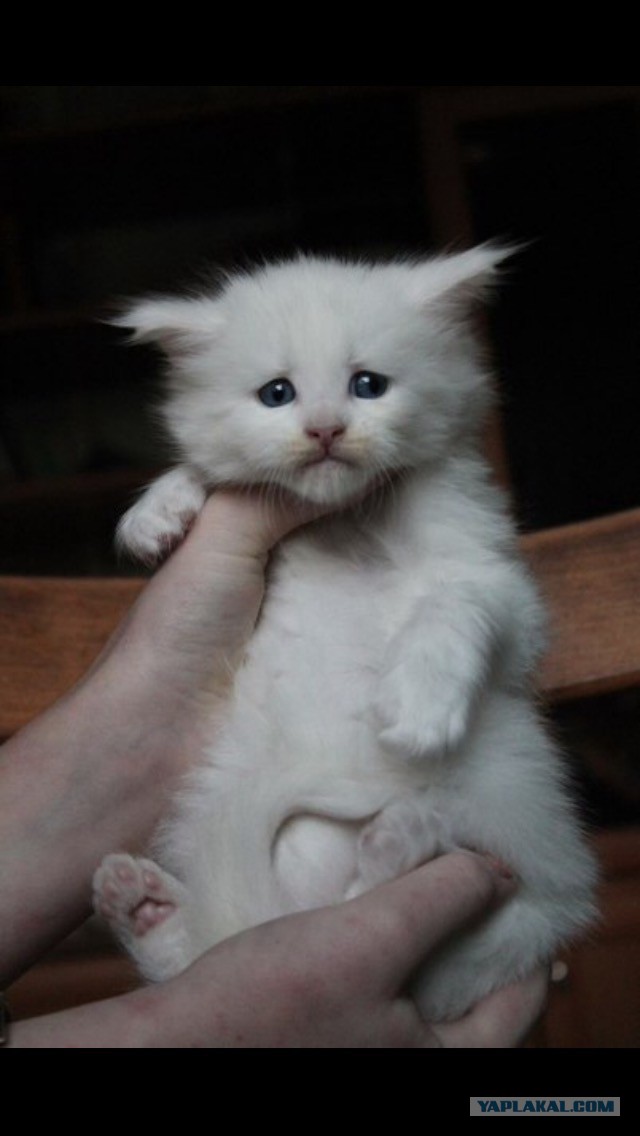 Котовторник