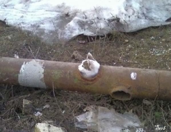 По стопам Винни-Пуха: 22 застрявших зверя