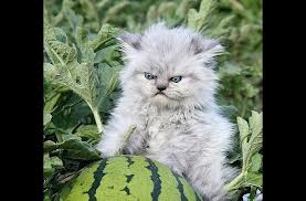 ТОП-10 самых популярных интернет-мемов 2012 года