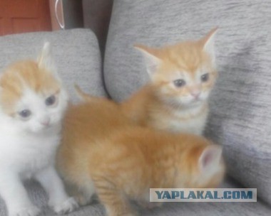 Котовторник 7.07.2015