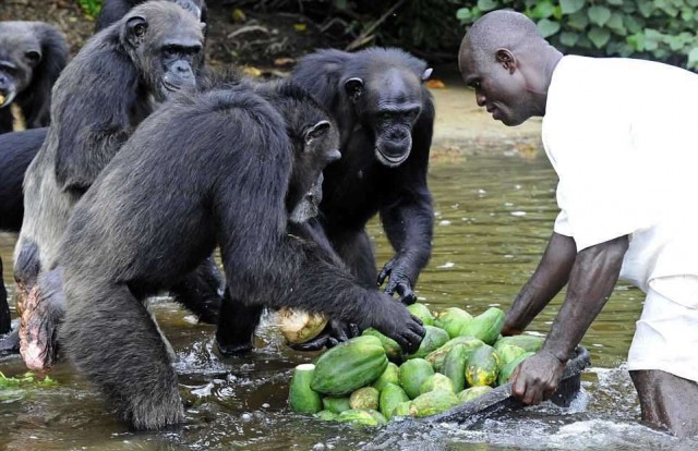 История шимпанзе, брошенных медфирмой