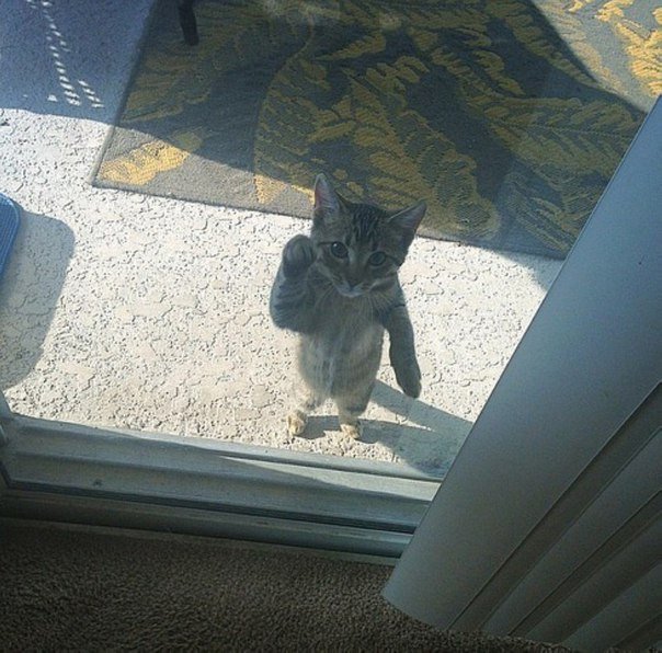 Котэподборка