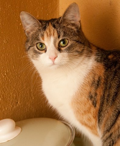 День кошек в России