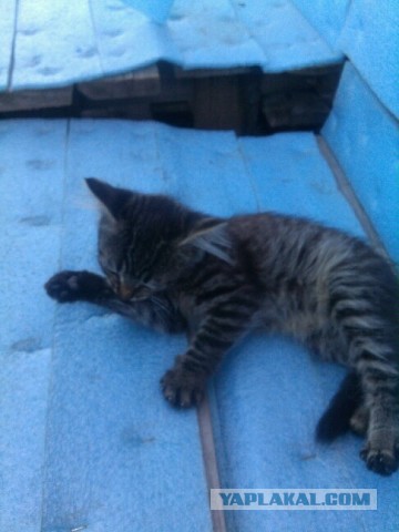 Котовторник 25.08.2015