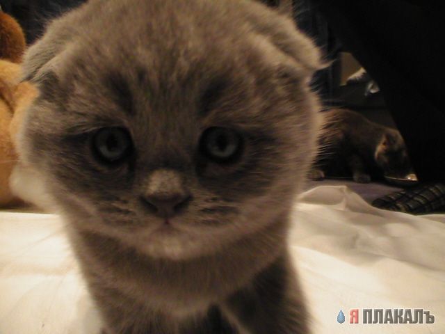 Коты, кошки, котята