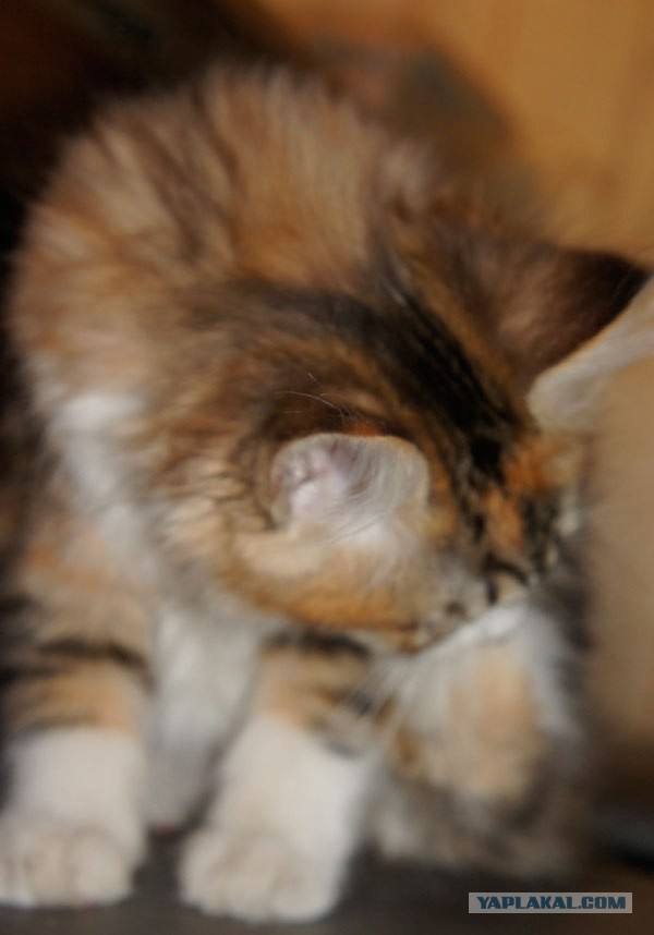 Котовторник 19.01.2016