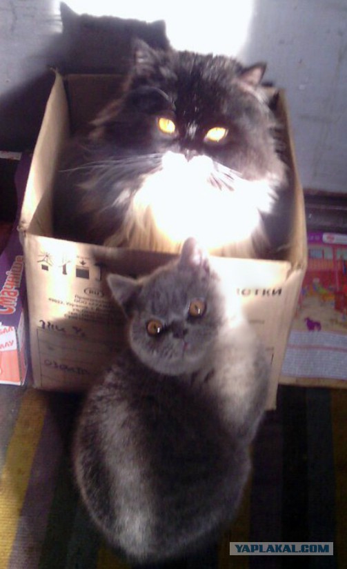 Котовторник 02.02.2016