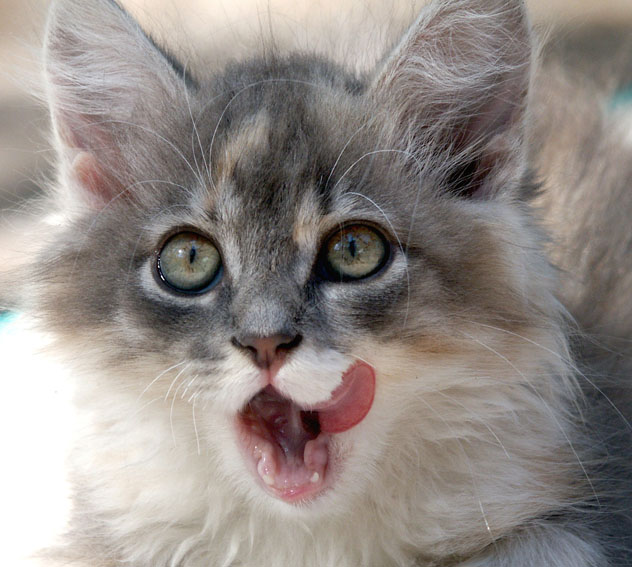 Коты, кошки, котята