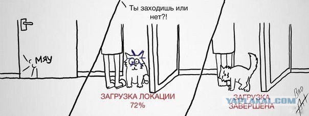 Вся суть котов...