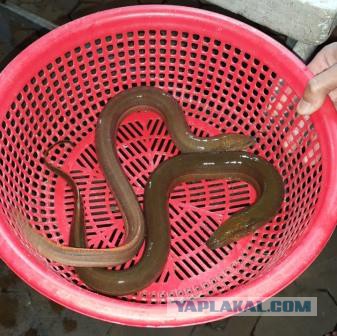 Автостопом из Москвы в Юго-Восточную Азию