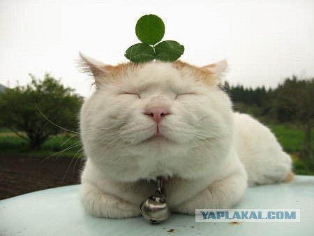 Енот, кот и хаска