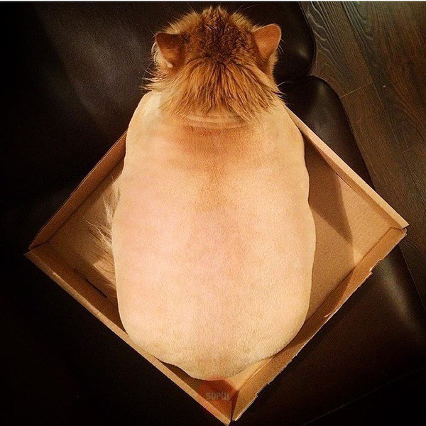 Коты из сети