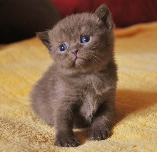 Коты из сети