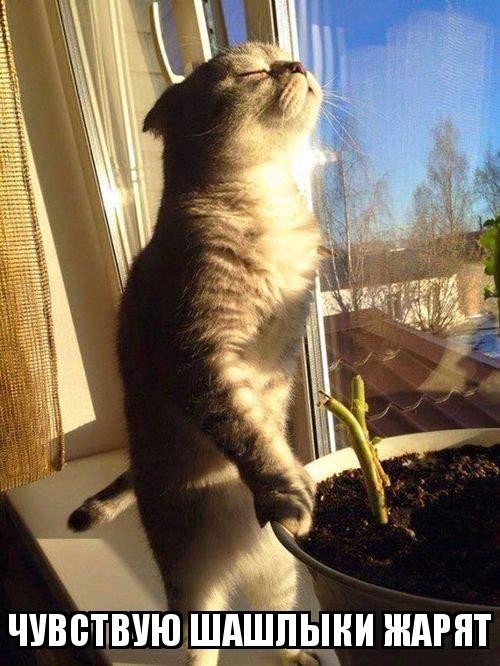 Кошкин день