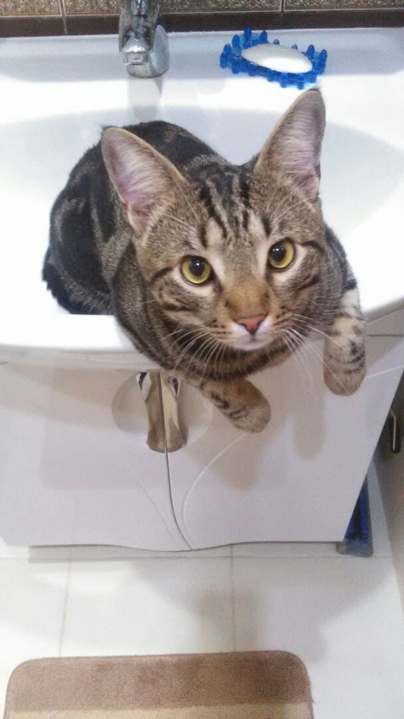 Коты и Кошки