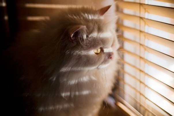 Коты и Кошки