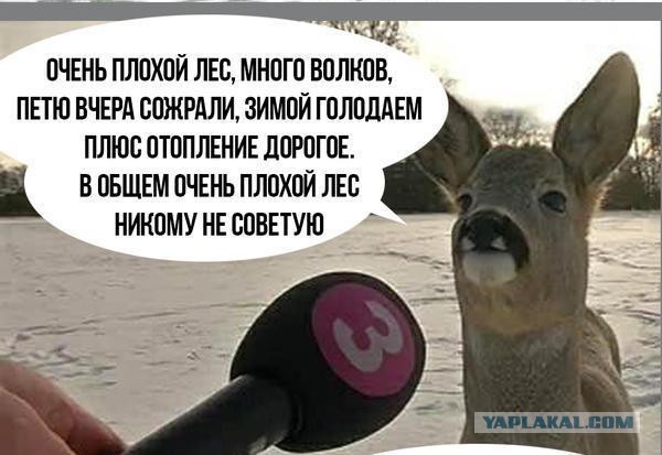 Картинки и надписи разные