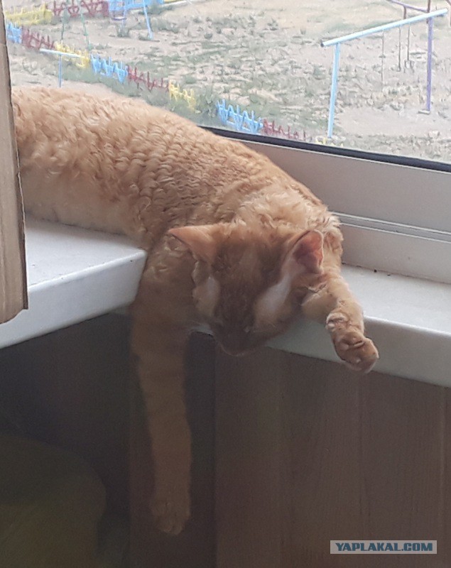 Котовторник 11.07.2017