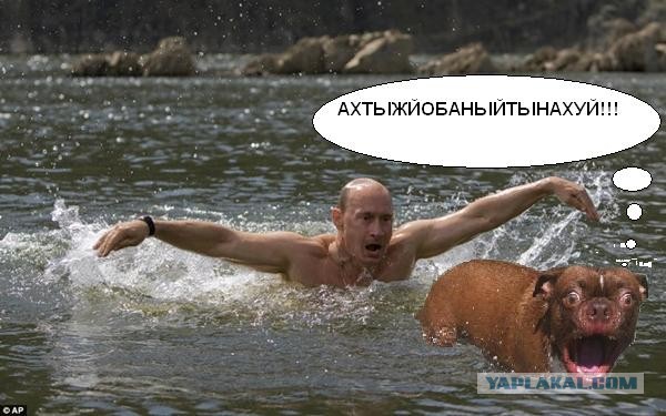 Жабельный собакен