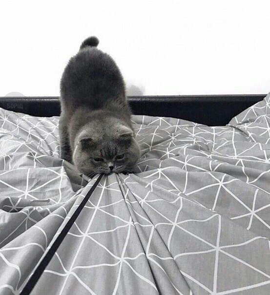 Коты и Кошки