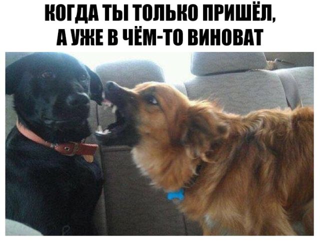 Подборка забавных животных