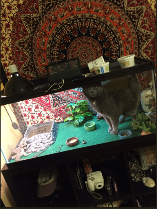 Коты и Кошки
