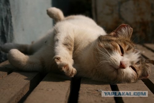 Котовторник на вторник! (30.09.2008)