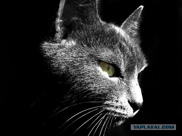 Котовторник (20.01)